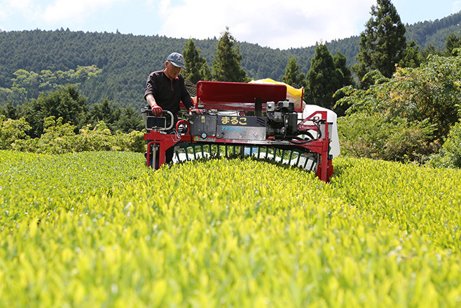 掛川市の有機茶栽培の様子